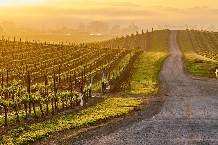 Vineyards with sunset in California