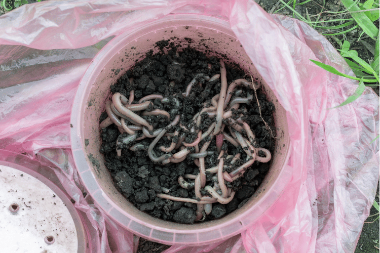 A top view of over crowded worm farm bin