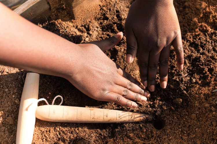 Kid's hands playing with worm farm kit for classrooms