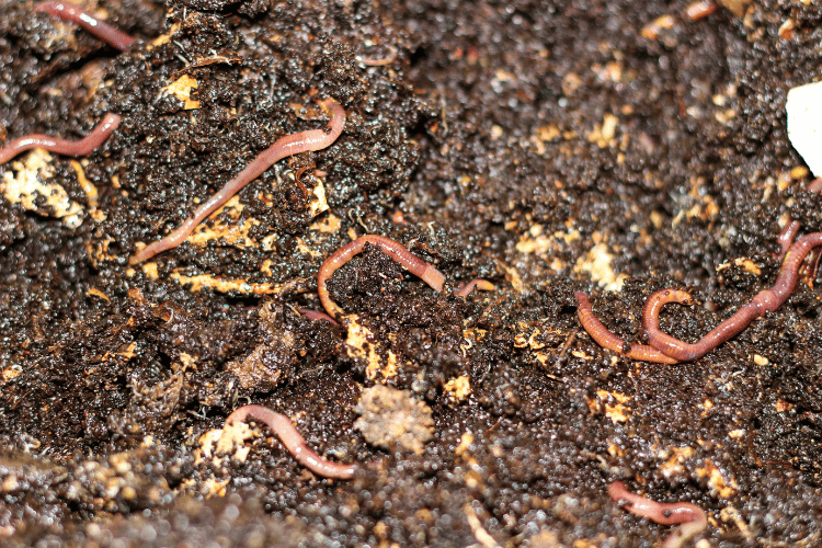 Nightcrawler worm farm