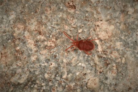 A red mite on a stone surface