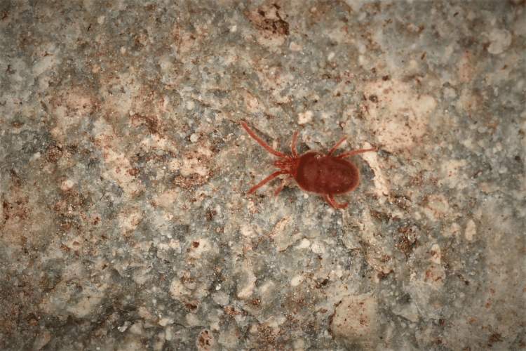 A red mite on a stone surface