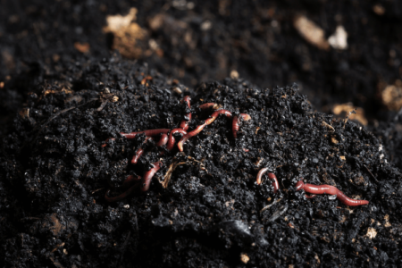 Close-up of worms in a worm farm with loamy soil