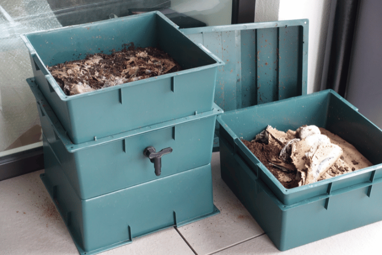 Worm bins in an urban apartment