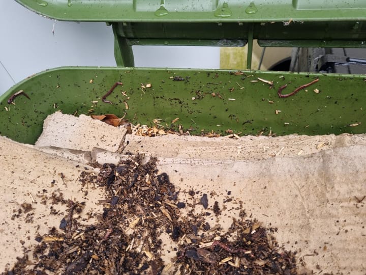 Some of our worms at the top of our Hungry Bin worm farm.