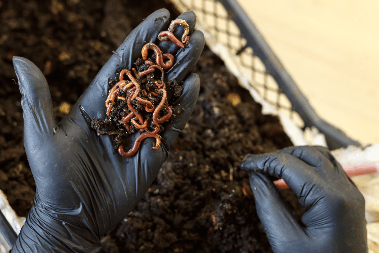 Worms on the hand of homemade composting