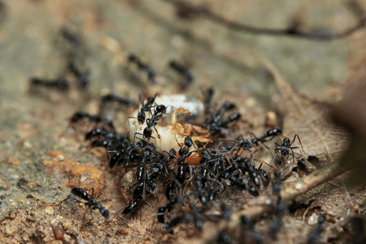 Black ants transporting worm to their nest