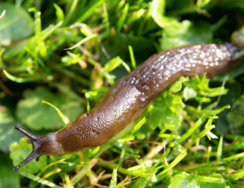 Brown slug on grass