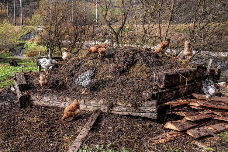 Chickens on Manure Pile