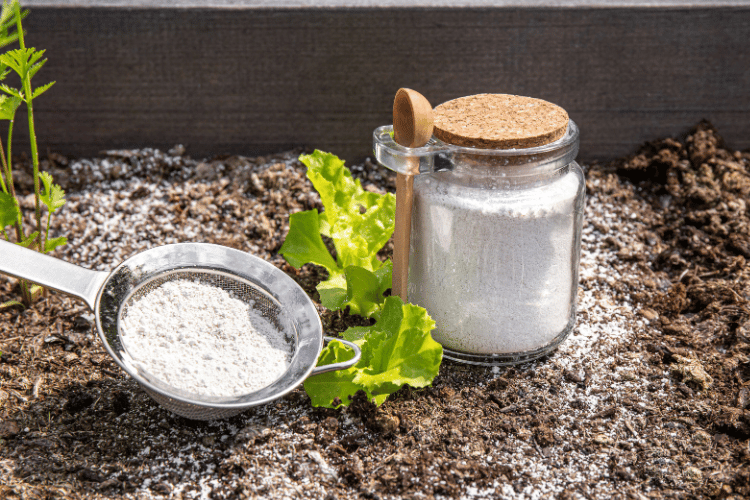 Diatomaceous earth powder in jar for repellent