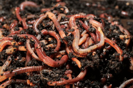 Nightcrawlers worms in soil