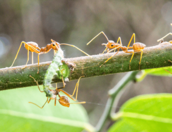 Red Ants Fighting Worm