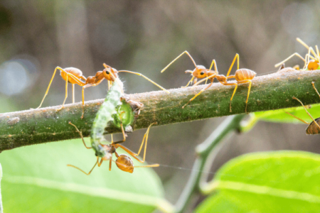 Red Ants Fighting Worm