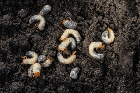 White chafer grub against the background of the soil