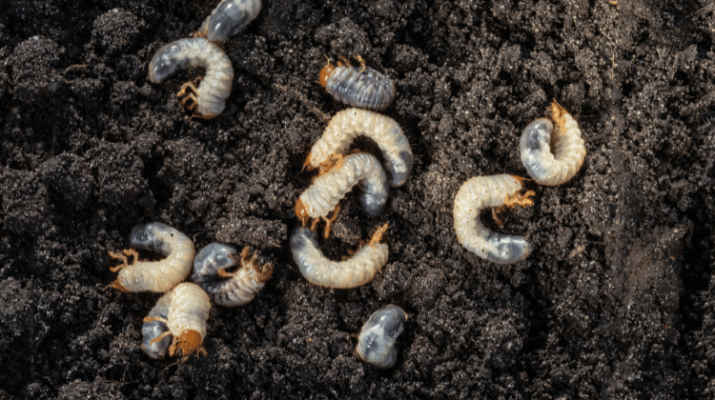 White chafer grub against the background of the soil