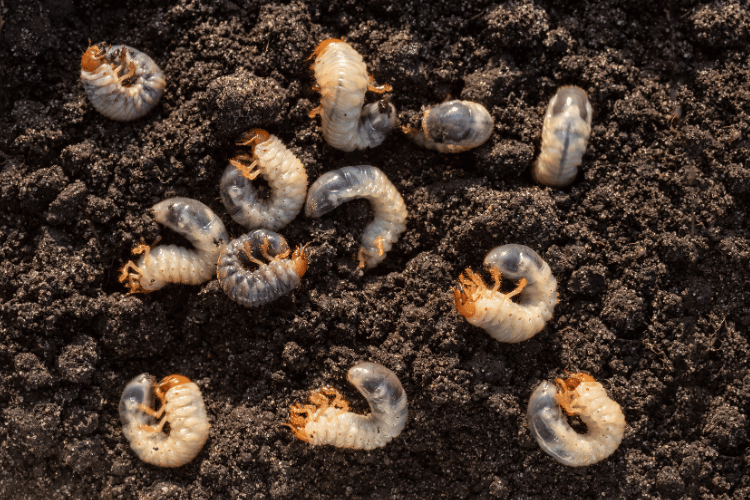 White chafer grub against the background of the soil, closeup