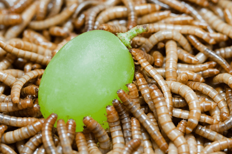 Worms Eat Grapes