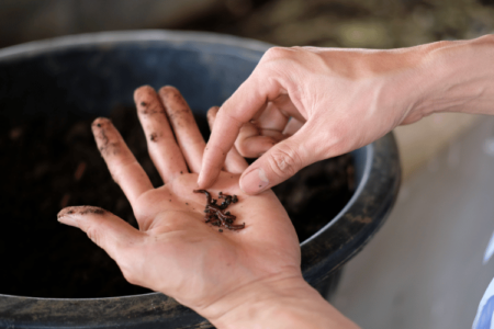 farmer hand holding earthworm